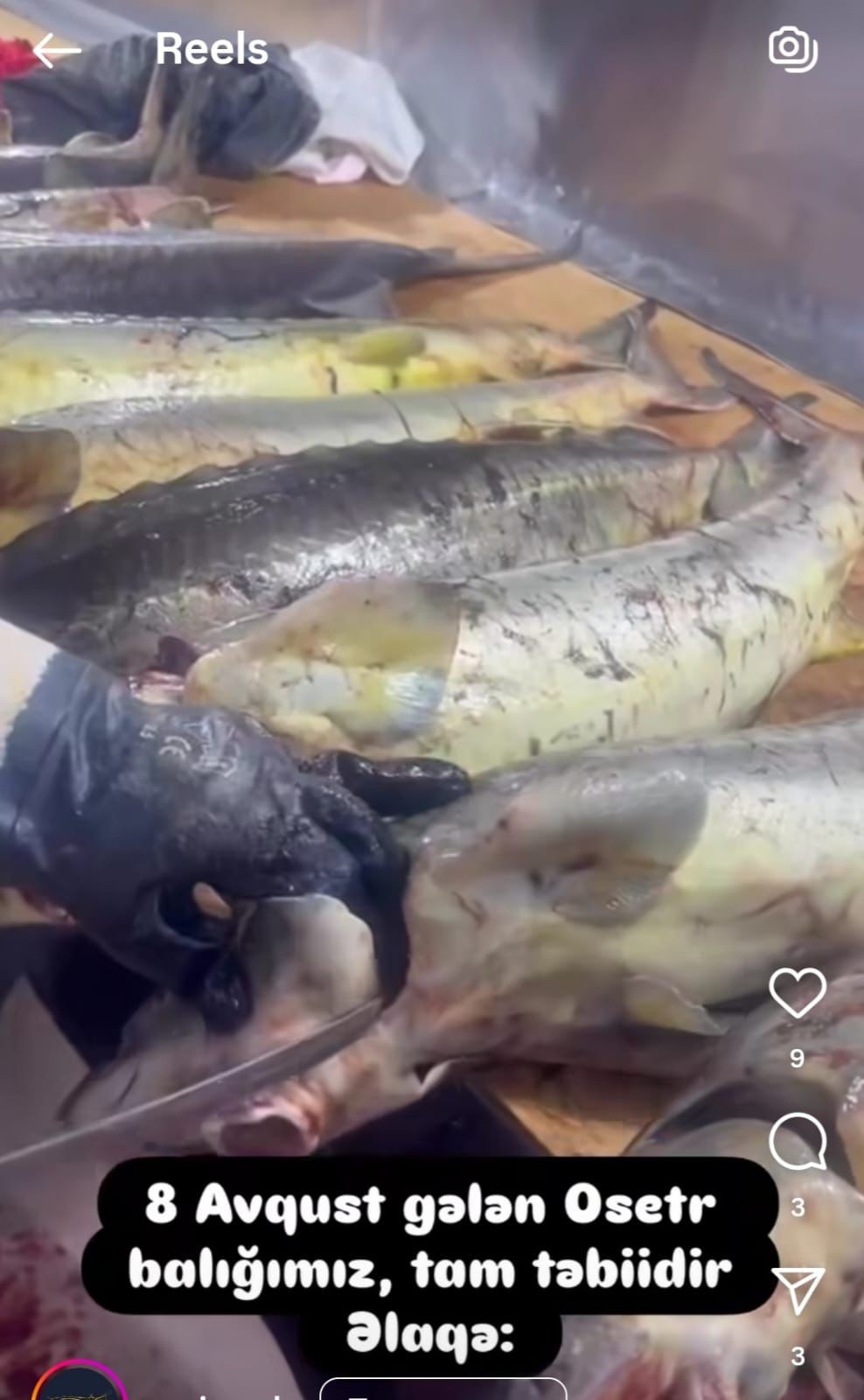 Qanunsuz nərə balığı və kürüsü satan şəxslərlə bağlı reydlər davam edir